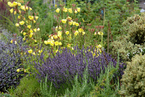 Knightshayes Court - lawenda i wiesiołek