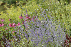 Knightshayes Court - perowskia