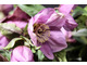 Helleborus x hybridus (mieszaniec o fioletowych kwiatach)