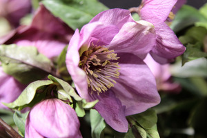 Helleborus x hybridus (mieszaniec o fioletowych kwiatach)