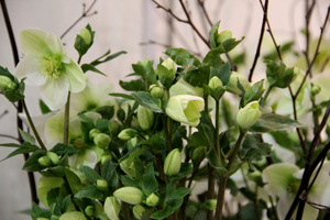 Helleborus 'Snow White'