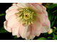 Helleborus 'Frilly Isabelle'