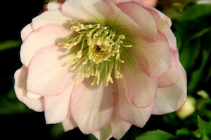 Helleborus 'Frilly Isabelle'