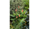 Kwiaty trytomy groniastej