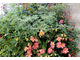Pelargonie w koszu 