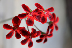 Pelargonium 'Ardens' o olśniewających, szkarłatnych płatkach z ciemnobrązowymi plamkami. Może być gwiazdą kolekcji pelargonii