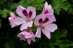 Pelargonium 'Copthorne' - jej powycinane liście mają słodki zapach. Duże kwiaty są fioletowe z ciemno-fioletowym piórkiem na górnych płatkach i licznymi żyłkami 