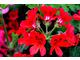 Pelargonium 'Scarlet Unique' ma genialne czerwono-czerwone kwiaty z czarnym środkiem oraz miękkie, zielone, aromatyczne liście. Została przywieziona z Afryki do Wielkiej Brytanii w 1723 roku