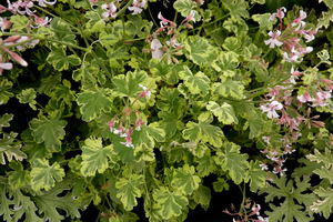 Pelargonium 'Variegated Fragrans' ma małe, okrągłe, śmietankowo-zielone, pstrokate liście o silnym zapachu sosny. Doskonały pokrój kuli zwieńczony małymi białymi kwiatami