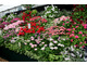 Kolekcja pelargonii na Chelsea Flower Show