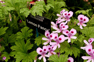 Pelargonium 'Lemon Fancy' ma niezwykłe liście o cytrynowym zapachu