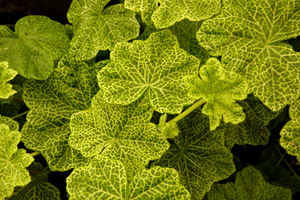 Pelargonium 'Crocodile' ma liście marmurkowate, żółto-zielone