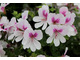 Pelargonium 'Imperial Butterfly'