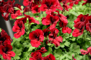 Pelargonium 'Candy Flowers Dark Red'