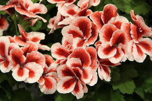 Pelargonium 'Candy Flowers Strawberry Cream'