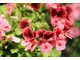 Pelargonium  'Candy Flowers Pink with Eye'