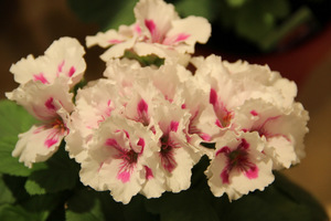 Pelargonium 'Elegance Royality White'