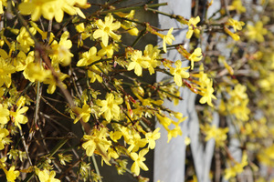 Jasminum nudiflorum