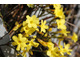 Jasminum nudiflorum - kwiaty
