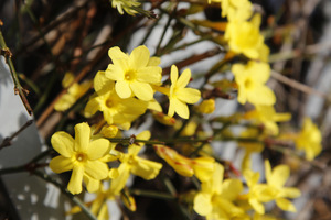 Jasminum nudiflorum - kwiaty