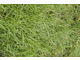 Trawnik - dobre źródło darmowej ściółki