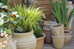 Hakonechloa i języczka pomarańczowa