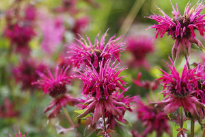 Monarda