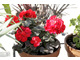 Pelargonia o bardzo ciemnych liściach