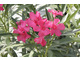 Oleander