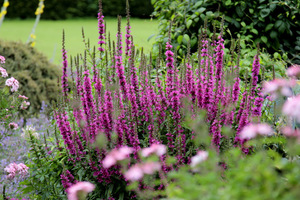 Lythrum salicaria