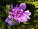 Colchicum odmiany 'Waterlily' - zimowit o pełnych kwiatach wyrasta we wrzoścach