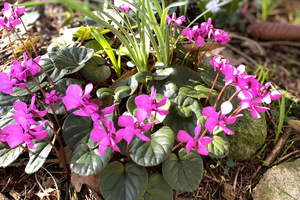 Cyclamen coum