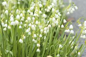 Leucojum vernum