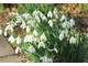 Galanthus nivalis