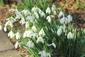 Galanthus nivalis