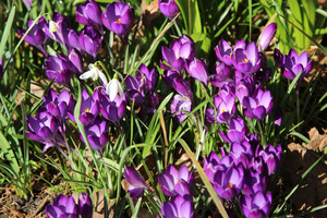 Crocus