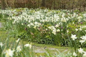 Narcissus 'Thalia'