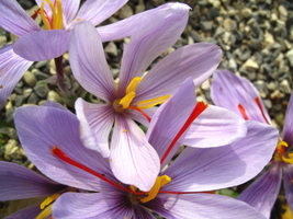  Crocus speciosus  (krokus okazały)