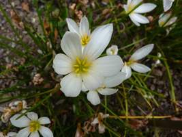 Zephyranthes candida