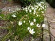 Zephyranthes