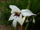 Acidanthera bicolor  (mieczyk abisyński)