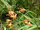 Crocosmia (montbrecja, cynobrówka)