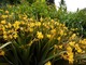 Crocosmia "Flauve-Jaune" 