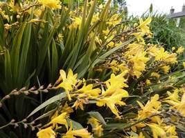 Crocosmia "Flauve-Jaune" 