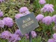Allium senescens  (czosnek sinawy)
