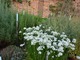 Allium tuberosum to silnie aromatyczna cebulowa bylina o białych kwiatach