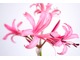 Nerine