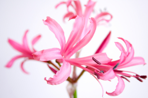 Nerine