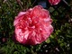 Rosa "Archiduc Joseph"  (Shrub - 1872 )