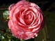 Rosa "Ruby Celebration" (Floribunda)